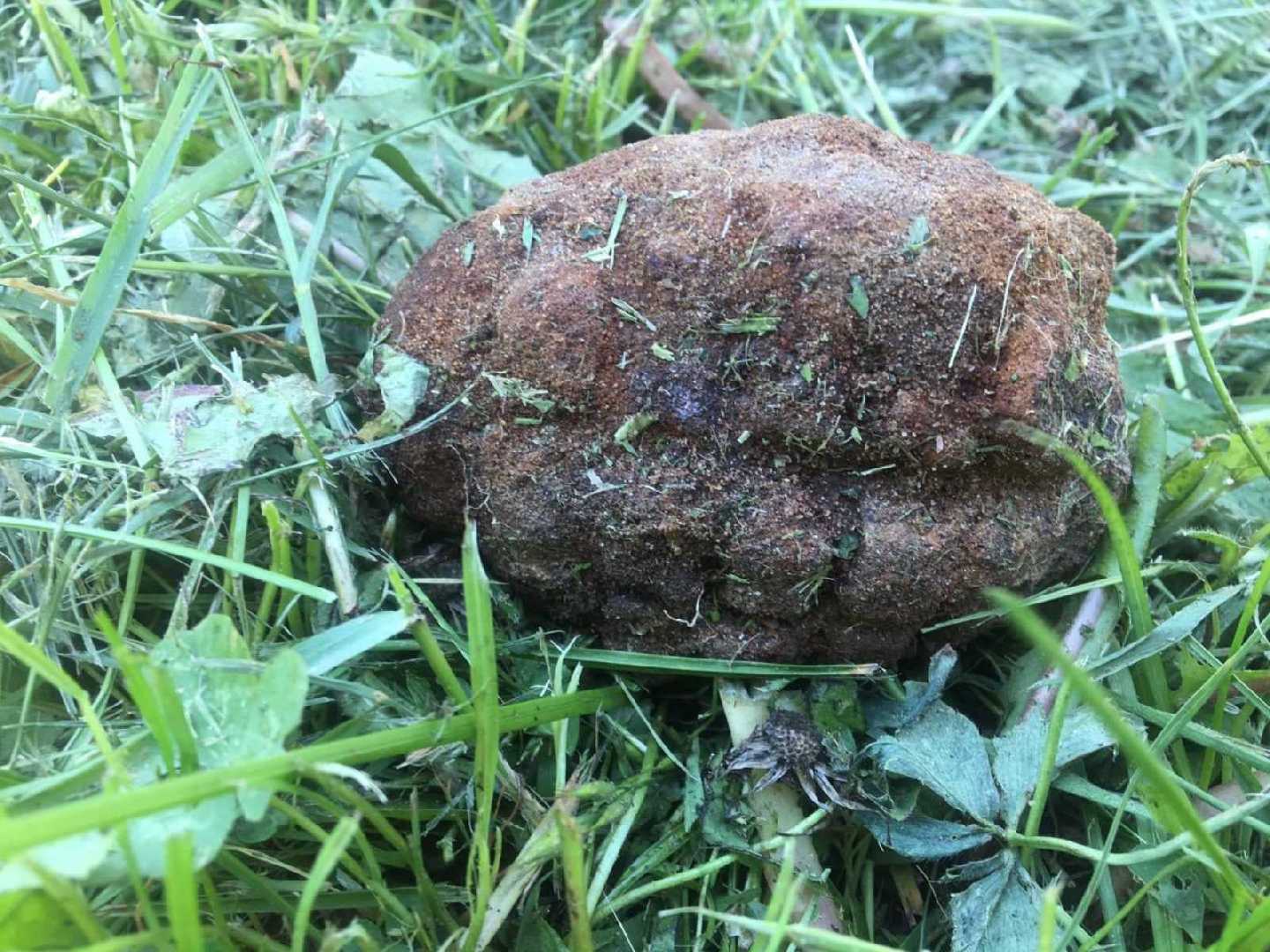 Знайдено боєприпас ІІ світової війни.