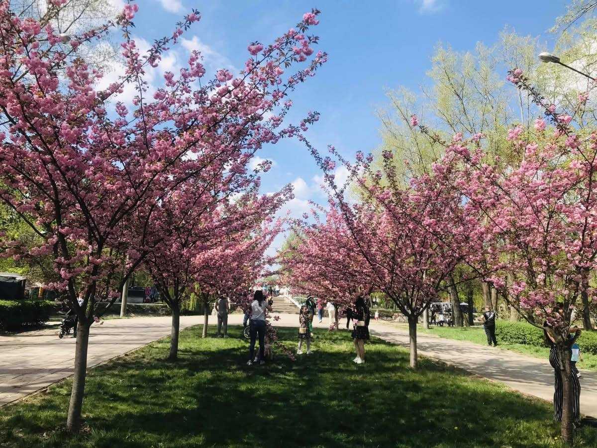 У селі Острів облаштують Алею пам’яті випускників-Героїв