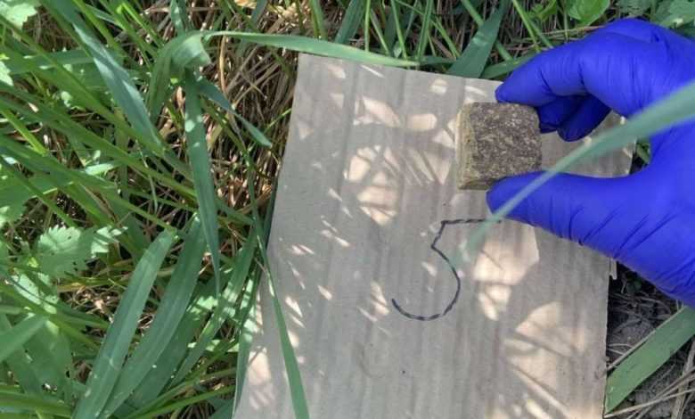 На Львівщині проведуть імунізацію диких м'ясоїдних тварин проти сказу: